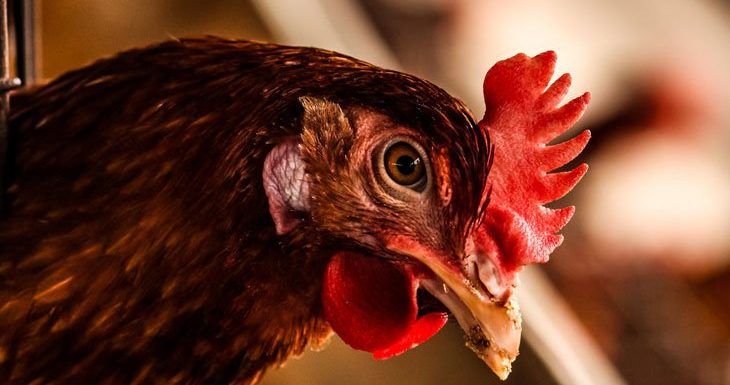Des chercheurs ont produit des œufs de poules génétiquement modifiées qui soignent le cancer