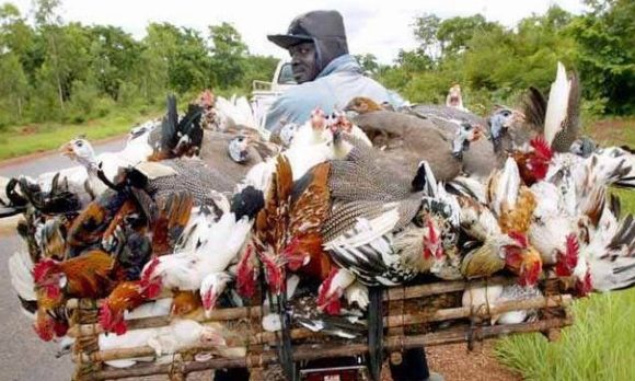 Elevage: les poules du Mali et les porcs de Côte d’Ivoire séduissent en Guinée