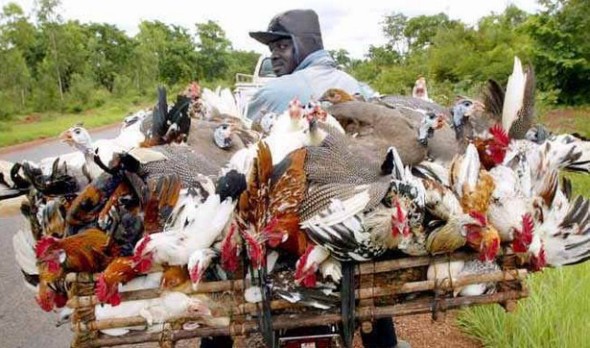 Elevage: les poules du Mali et les porcs de Côte d’Ivoire séduissent en Guinée