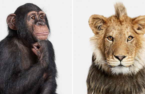 Ce photographe capture la personnalité des animaux avec des portraits minimalistes et saisissants