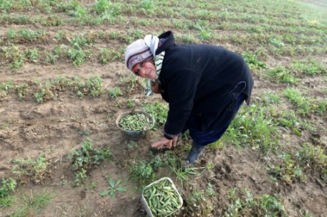 Dans la campagne tunisienne, hériter est une chance rarement accordée aux femmes