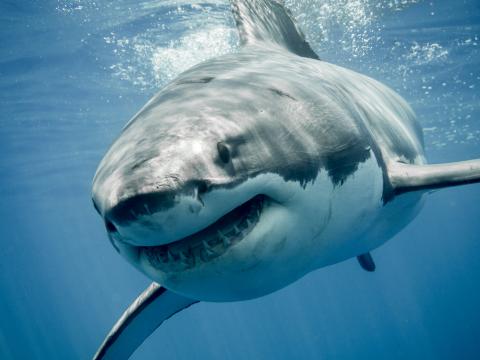 Deep Blue, the Massive, 20ft-long Great White Shark Thought to Be Biggest on Record, Spotted Off Hawaii Coast