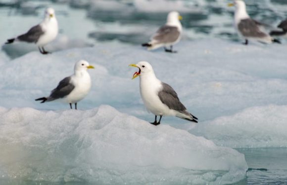 L’antibiorésistance, menace sans frontières
