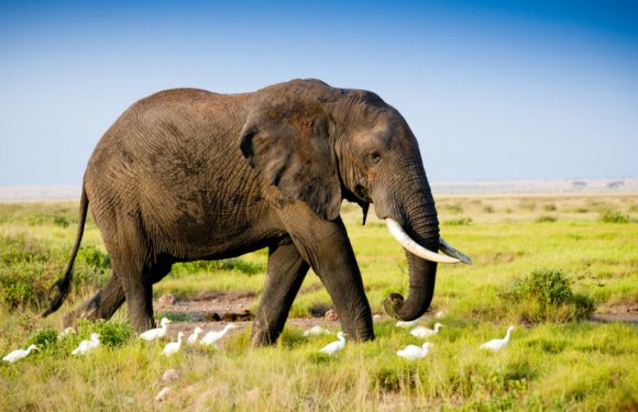 Tanzanie : des intelligences artificielles pour lutter contre le braconnage