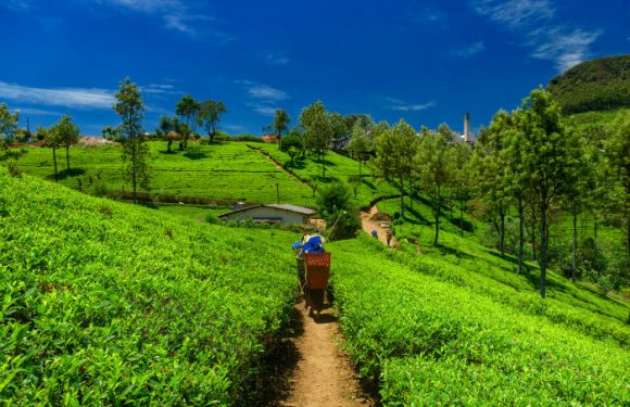 [Vidéo] Le Sikkim, cet État indien où toutes les terres agricoles sont bio