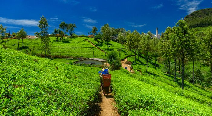 [Vidéo] Le Sikkim, cet État indien où toutes les terres agricoles sont bio