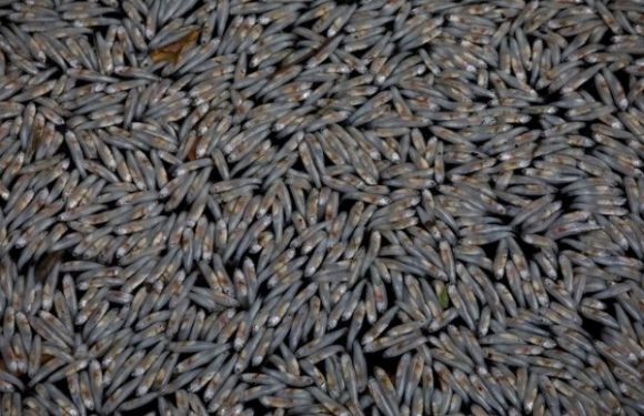 Un million de poissons retrouvés morts