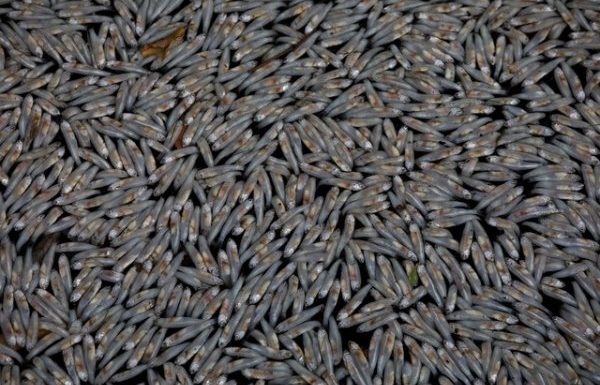 Un million de poissons retrouvés morts