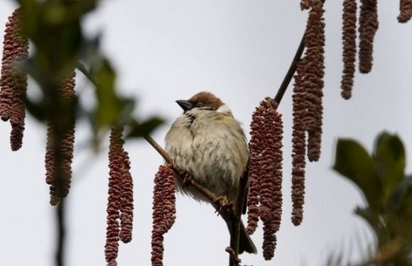 Des pesticides dans les plumes des moineaux