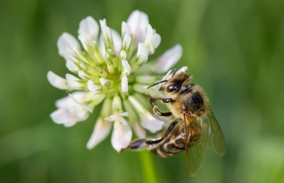 Abeilles : voici comment recevoir gratuitement des graines de trèfle