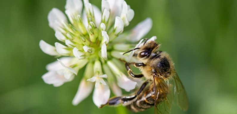 Abeilles : voici comment recevoir gratuitement des graines de trèfle