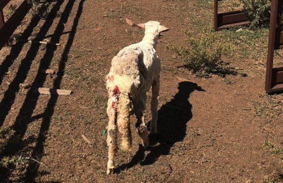 En Australie, la tonte des moutons est si violente qu’ils meurent un à un d’arrêts cardiaques