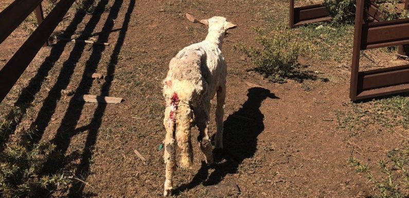 En Australie, la tonte des moutons est si violente qu’ils meurent un à un d’arrêts cardiaques