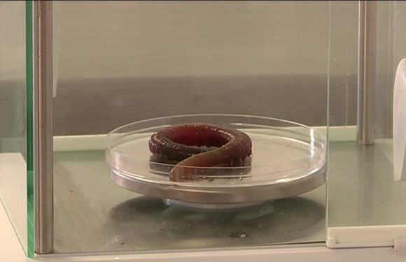 Vendée : un ver marin aux propriétés miraculeuses élevé près des plages de Noirmoutier