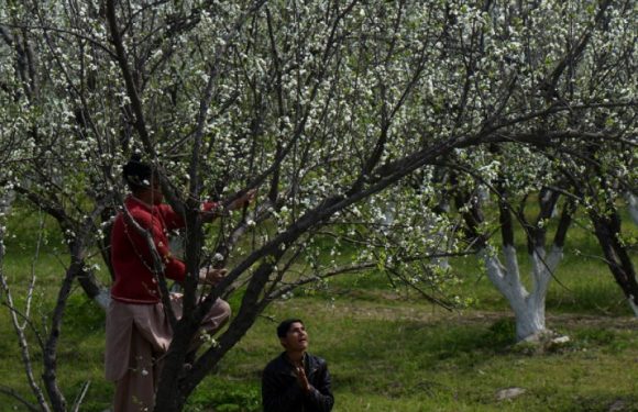 Pakistan : objectif atteint pour le projet « tsunami d&rsquo;un milliard d&rsquo;arbres »