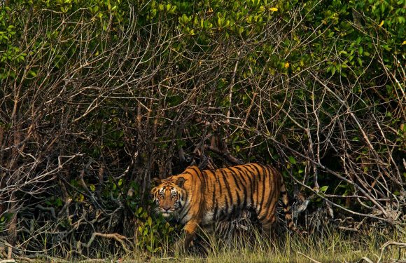 Au Bangladesh, les tigres du Bengale sont la cible des pirates
