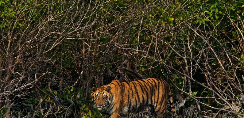 Au Bangladesh, les tigres du Bengale sont la cible des pirates