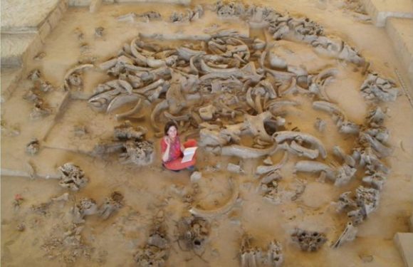 Gontsy (Ukraine): Il y a 14 500 ans, des hommes édifiaient leurs cabanes à l’aide d’os de mammouths (Podcast audio)