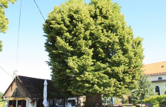 Votez pour l’Arbre Européen de l’Année 2019