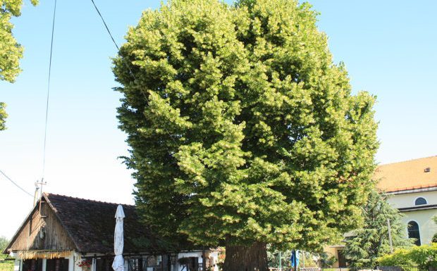 Votez pour l’Arbre Européen de l’Année 2019