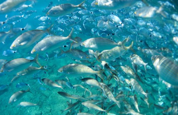 Climat : les écosystèmes marins connaissent des changements abrupts