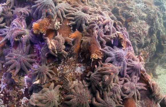 L’hécatombe des étoiles de mer