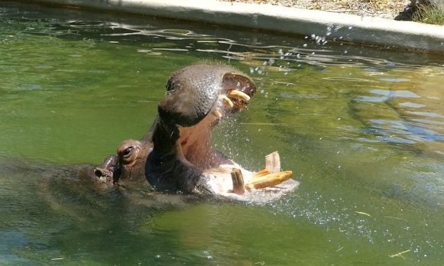 La Zambie veut abattre 2000 hippopotames, les ONG indignées