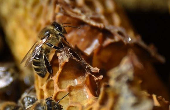 L’Allemagne prépare une loi pour protéger les insectes