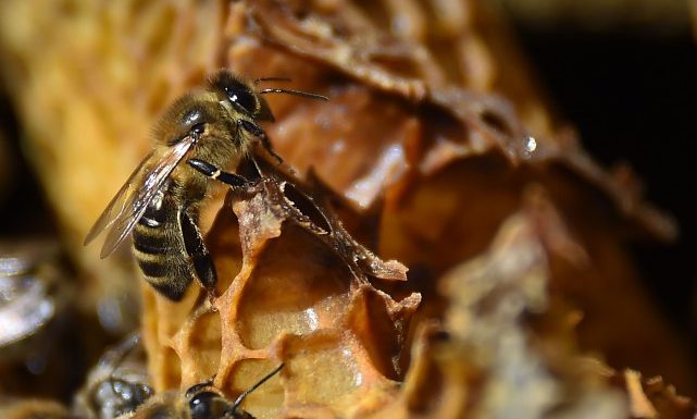 L’Allemagne prépare une loi pour protéger les insectes