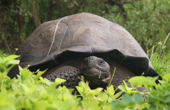 Une tortue géante que l&rsquo;on pensait éteinte découverte aux Galapagos