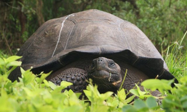 Une tortue géante que l’on pensait éteinte découverte aux Galapagos