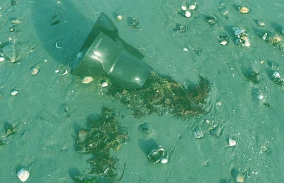 #AlertePollution : dans la baie du Mont-Saint-Michel, les plages envahies par le plastique issu des élevages d’huîtres et de moules