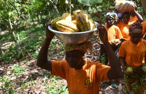Côte d’Ivoire : en 2017, la forêt a perdu l’équivalent de 15 000 terrains de foot au profit du cacao