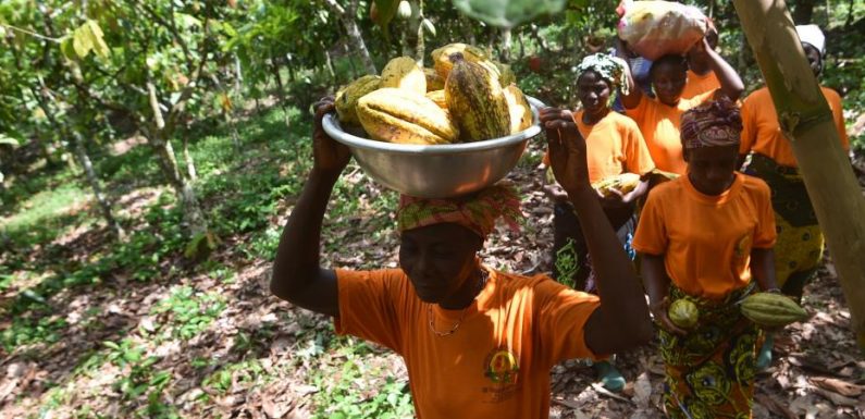 Côte d’Ivoire : en 2017, la forêt a perdu l’équivalent de 15 000 terrains de foot au profit du cacao