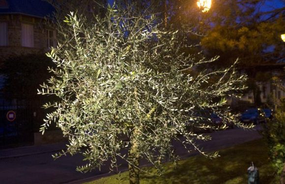 L&rsquo;Association des maires de France appelle les élus à planter un arbre dans chaque commune pour lutter contre l&rsquo;antisémitisme