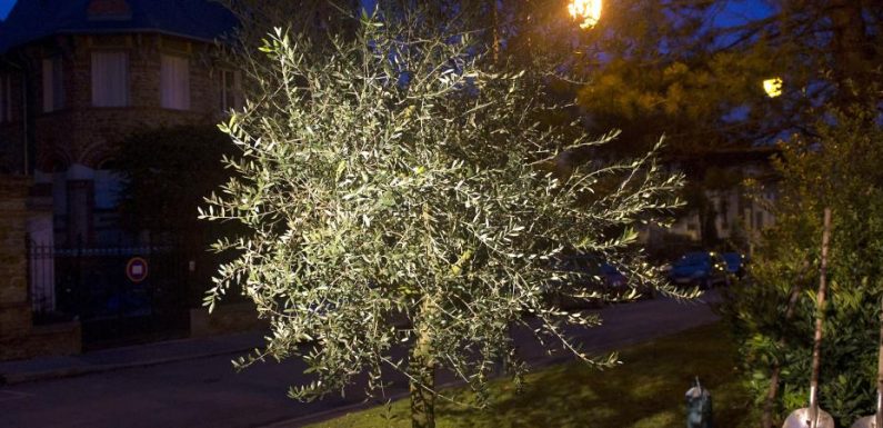 L’Association des maires de France appelle les élus à planter un arbre dans chaque commune pour lutter contre l’antisémitisme