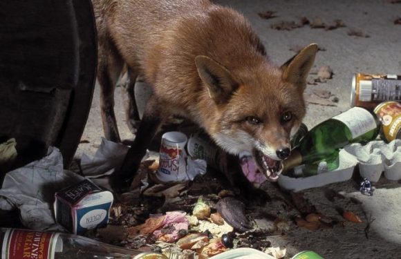 « Non diagnostiqué à temps, le décès est fréquent »: l’échinococcose, maladie parasitaire due au ténia, se répand dans l&rsquo;Hexagone