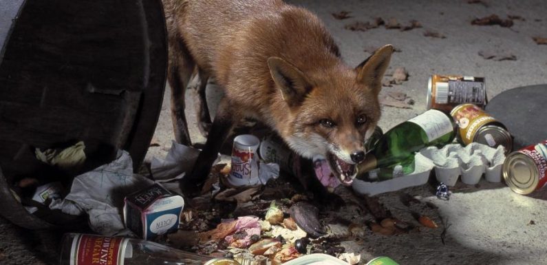 « Non diagnostiqué à temps, le décès est fréquent »: l’échinococcose, maladie parasitaire due au ténia, se répand dans l’Hexagone
