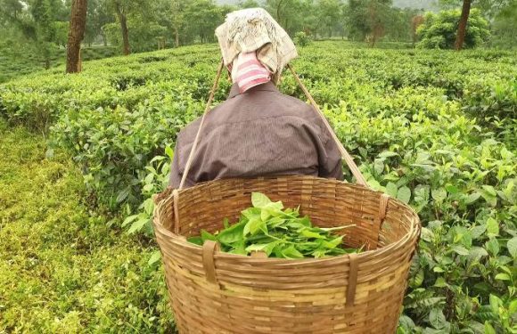 Pregnant women are risking their lives to bring people tea