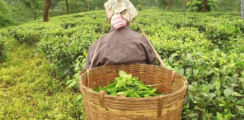 Pregnant women are risking their lives to bring people tea