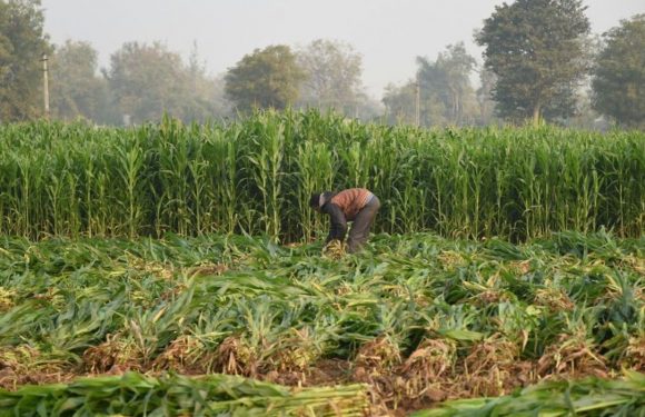 La FAO met en garde contre le risque de pénurie alimentaire faute de biodiversité