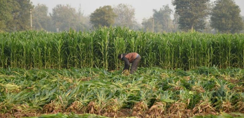 La FAO met en garde contre le risque de pénurie alimentaire faute de biodiversité