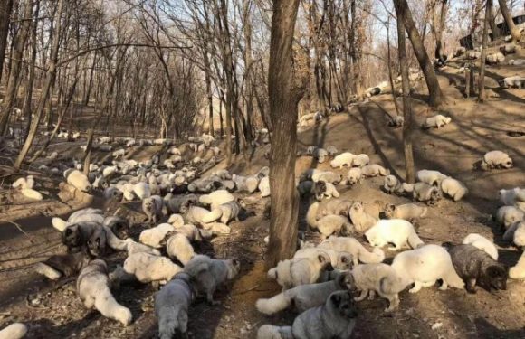En Chine, 174 renards blancs ont été sauvés de la production de fourrure : ils vivent maintenant dans un refuge bouddhiste