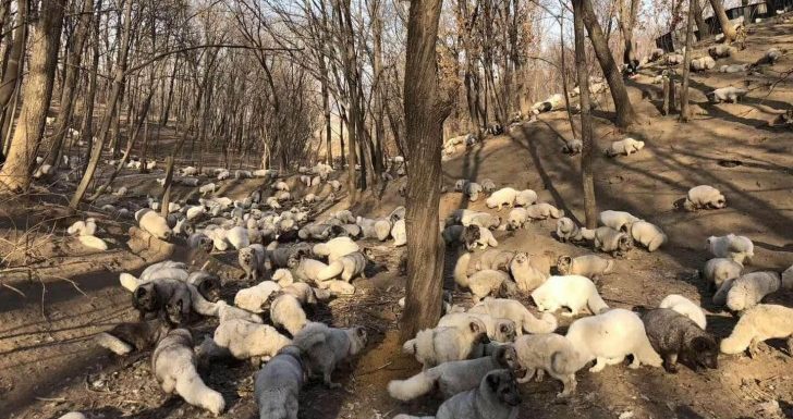 En Chine, 174 renards blancs ont été sauvés de la production de fourrure : ils vivent maintenant dans un refuge bouddhiste