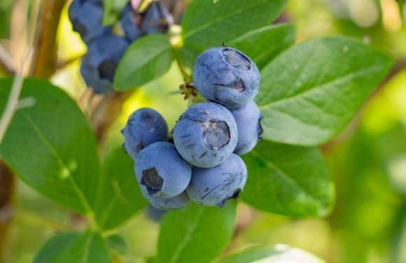 17 aliments que vous pouvez manger sans prendre une once de poids