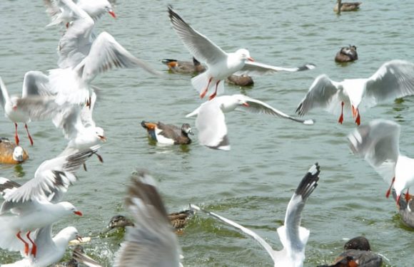 Their chips are down: New Zealand seagulls under threat after &lsquo;unbelievable declines&rsquo;