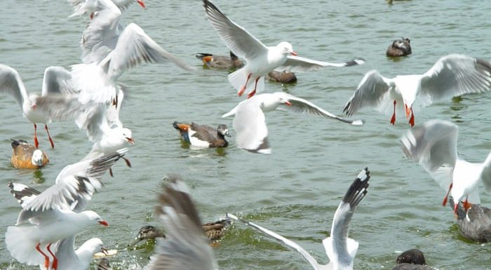 Their chips are down: New Zealand seagulls under threat after ‘unbelievable declines’
