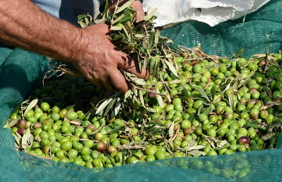 Ca se passe en Europe : L&rsquo;huile d&rsquo;olive extra-vierge italienne menacée de disparition