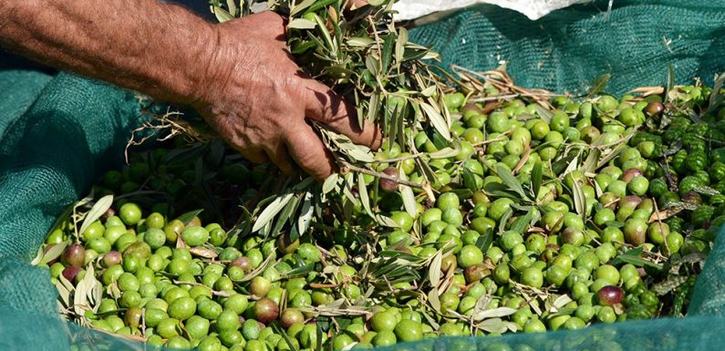 Ca se passe en Europe : L’huile d’olive extra-vierge italienne menacée de disparition