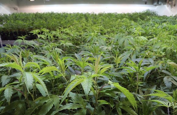 En Californie, la légalisation du cannabis est un échec